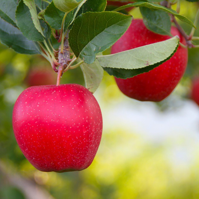 Top Picks for Apple Picking in Central NJ Familyhood Central®